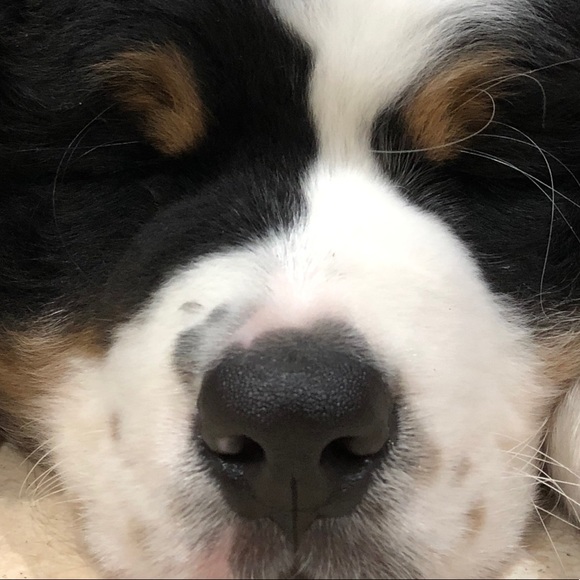 Meet your Posher, Marie - Picture 1 of 1